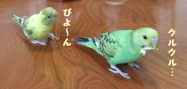 セキセイインコの遊び方 おっとり漫画家と犬の生活