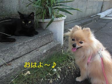 nekodouri.JPG
