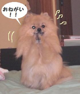 onegai.JPG