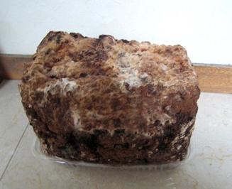 siitake2.JPG